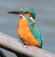 Alcedo atthis bengalensis
