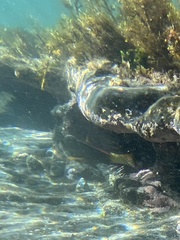 Notolabrus gymnogenis