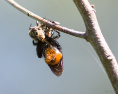 Mallophora ruficauda