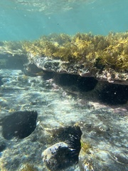 Notolabrus gymnogenis