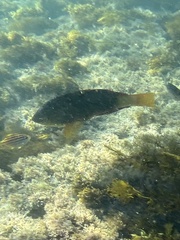 Notolabrus gymnogenis