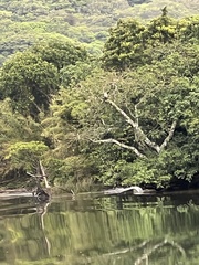 Spilornis cheela perplexus