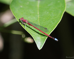 Oxyagrion