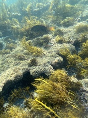 Notolabrus gymnogenis