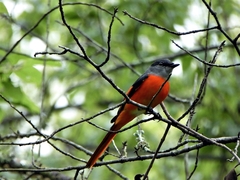 Pericrocotus solaris