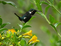 Chaetocercus mulsant