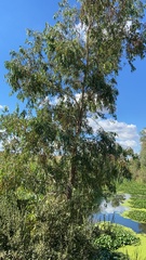 Eucalyptus polyanthemos