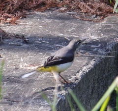 Motacilla cinerea cinerea