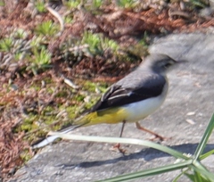 Motacilla cinerea cinerea