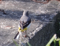 Motacilla cinerea cinerea