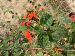 Lantana × strigocamara