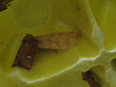 Halysidota tessellaris