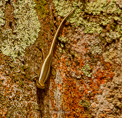 Aspronema dorsivittatum