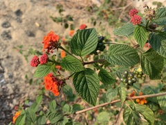 Lantana × strigocamara