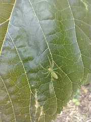 Lyssomanes pauper
