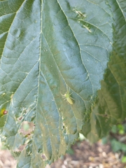 Lyssomanes pauper