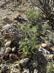 Cryptantha maritima maritima