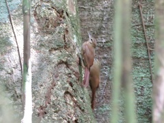 Glyphorynchus spirurus