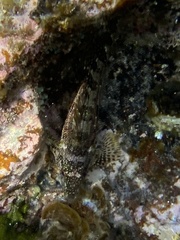 Chironemus marmoratus