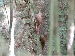 Glyphorynchus spirurus