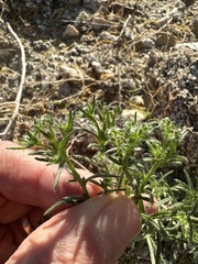 Cryptantha maritima maritima