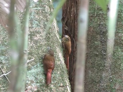 Glyphorynchus spirurus