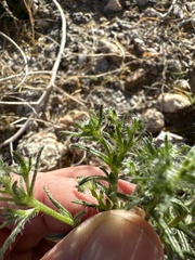 Cryptantha maritima maritima