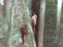 Glyphorynchus spirurus