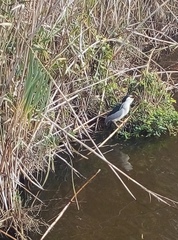 Nycticorax nycticorax