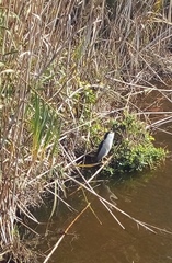 Nycticorax nycticorax