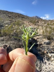 Cryptantha maritima maritima