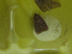 Pseudorthodes vecors