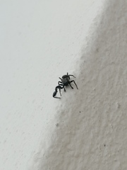 Harmochirus brachiatus