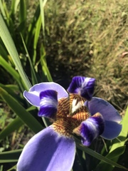 Trimezia coerulea