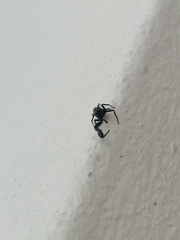 Harmochirus brachiatus