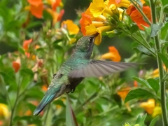 Colibri cyanotus