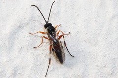 Diplazon laetatorius