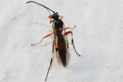 Diplazon laetatorius