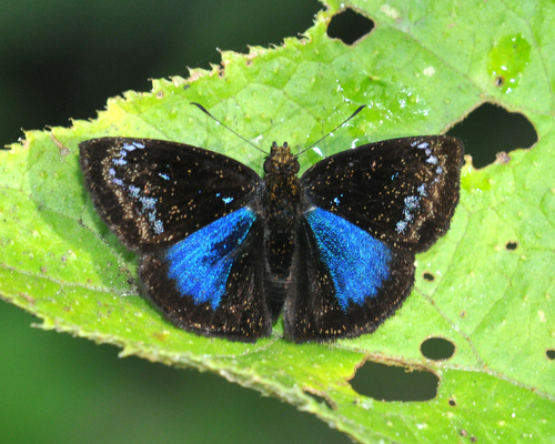 Blue-patched Zera