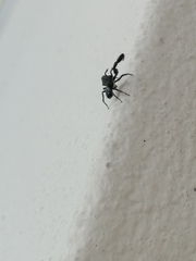 Harmochirus brachiatus