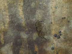 Grapsus