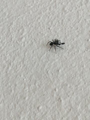 Harmochirus brachiatus