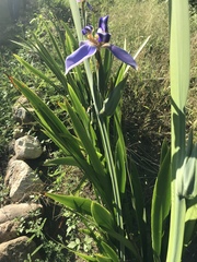 Trimezia coerulea