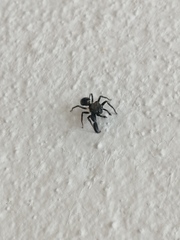 Harmochirus brachiatus