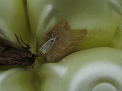 Halysidota tessellaris