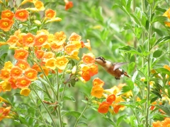 Chaetocercus heliodor