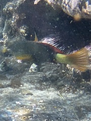 Notolabrus gymnogenis