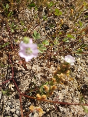 Sidalcea hickmanii napensis