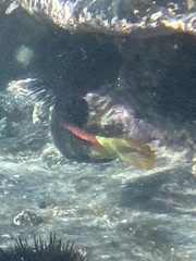 Notolabrus gymnogenis