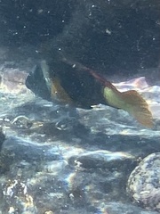 Notolabrus gymnogenis